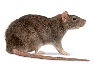 Rats & souris
